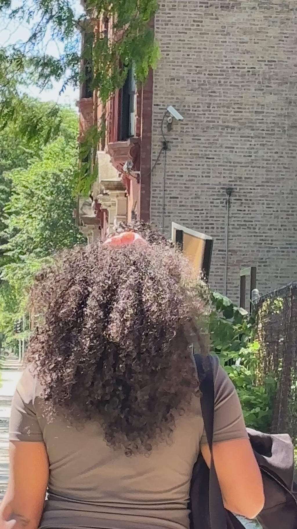 Burmese Curly